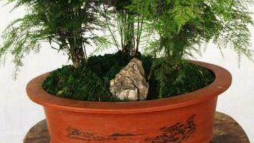 文竹盆景