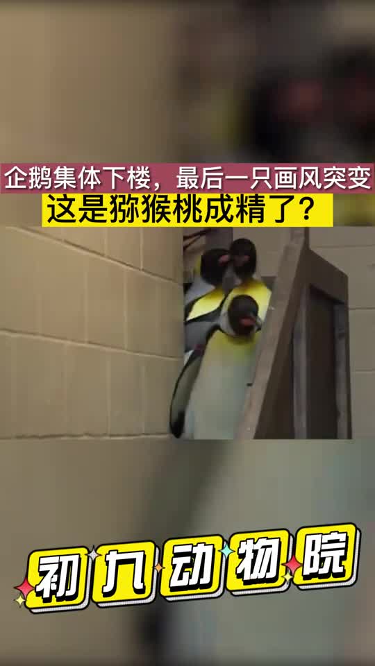 企鹅集体下楼,最后一只画风突变
