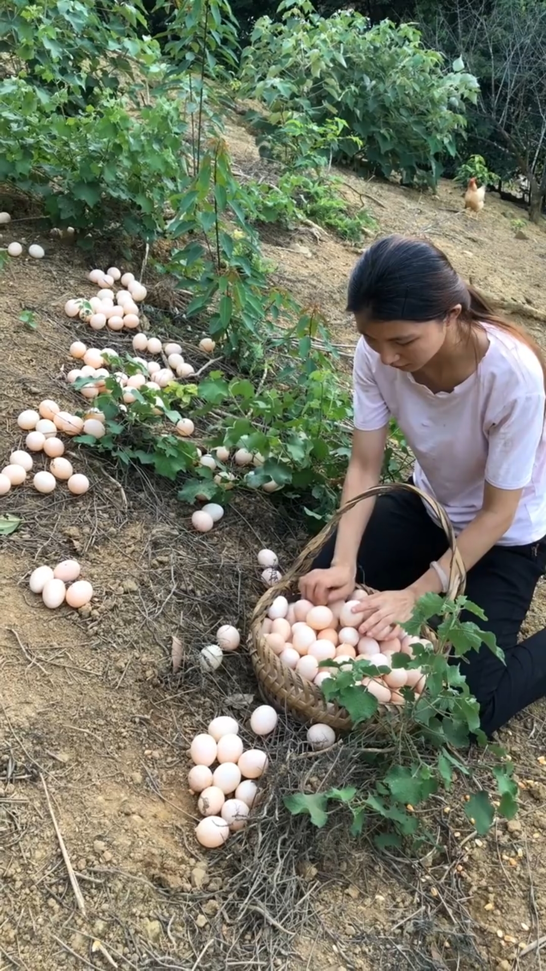 #做梦捡鸡蛋#鸡蛋太多  装不下啦