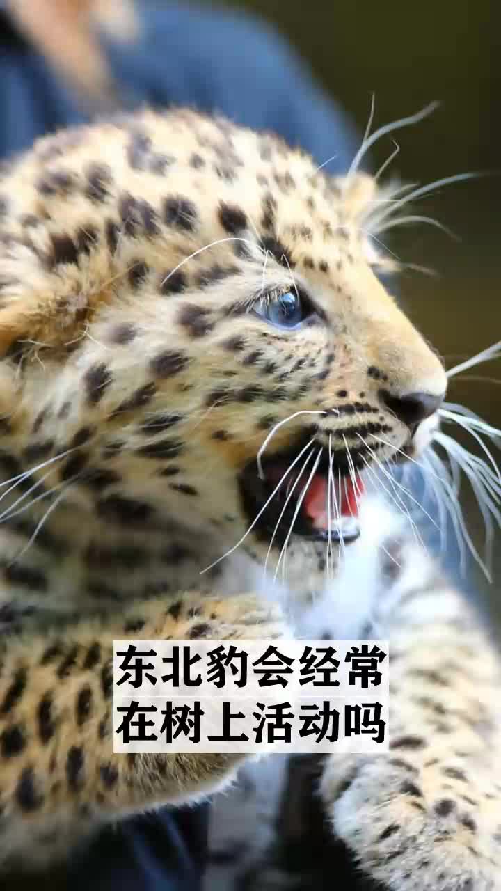 东北豹会经常在树上活动吗
