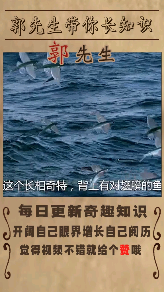 最惊人的动物狩猎之银汉鱼