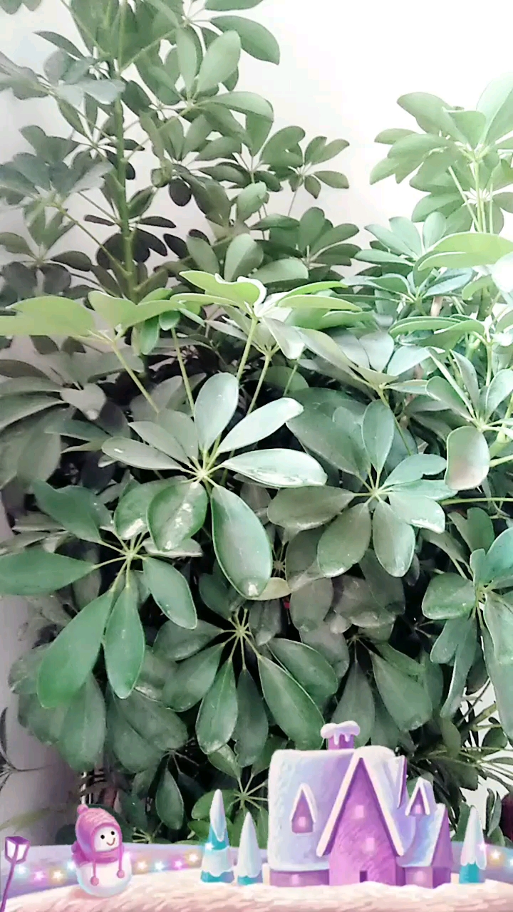 下午好,发财树,看见的发大财。