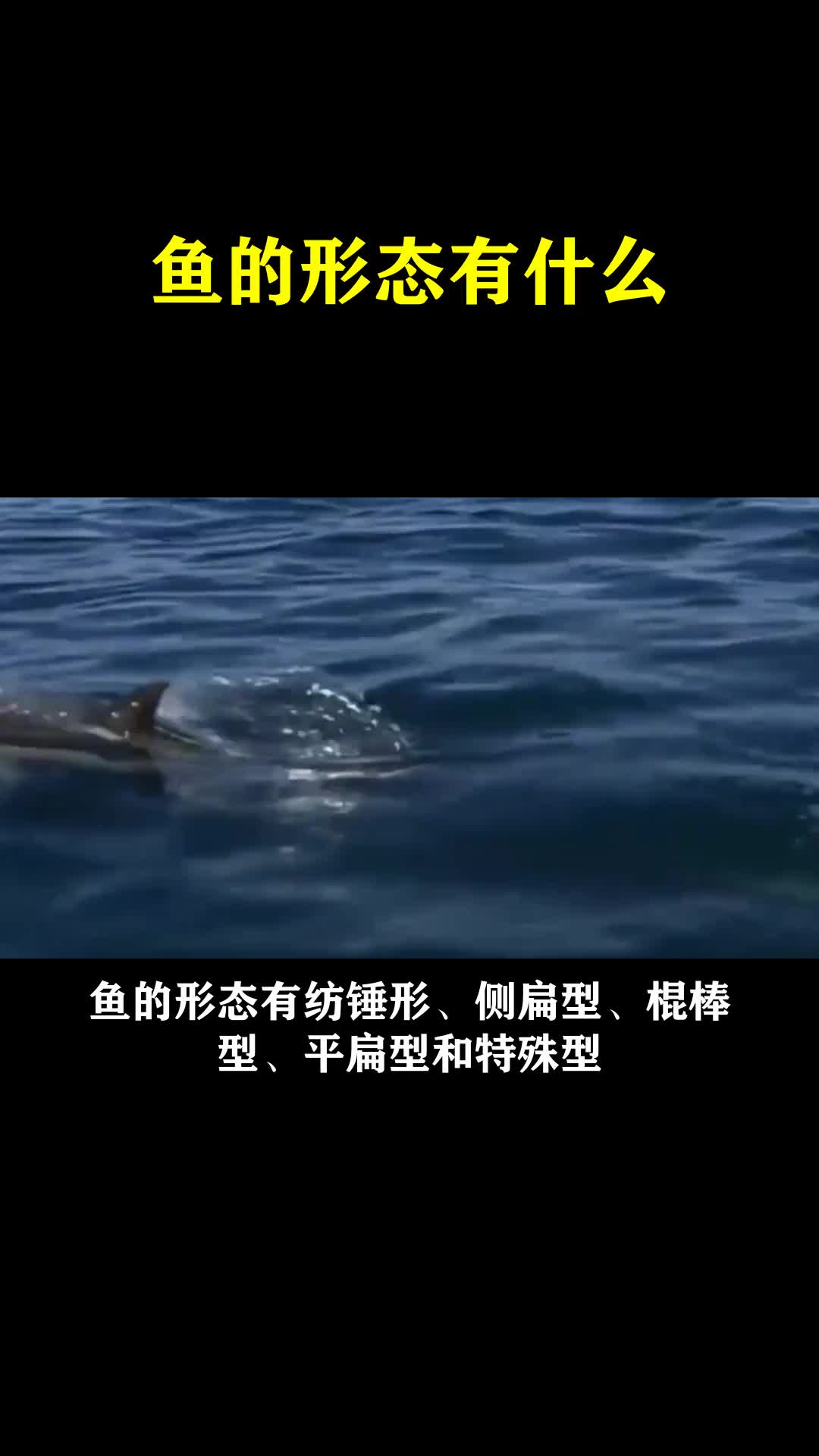 鱼的形态有什么