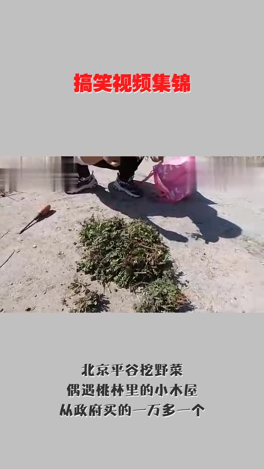北京平谷挖野菜,偶遇桃林里的小木屋,从政府买的一万多一个