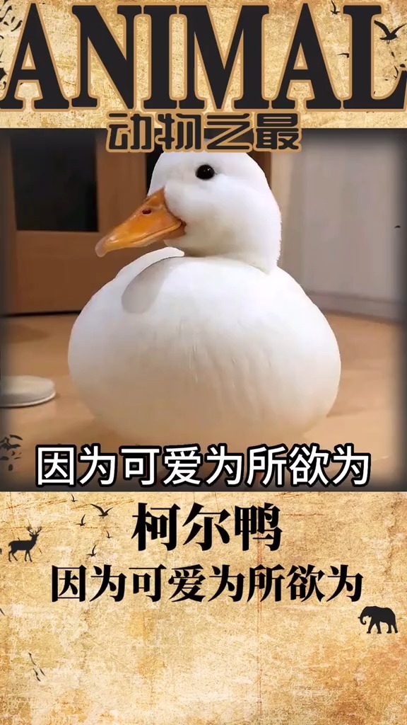对不起鸭,因为可爱为所欲为鸭
