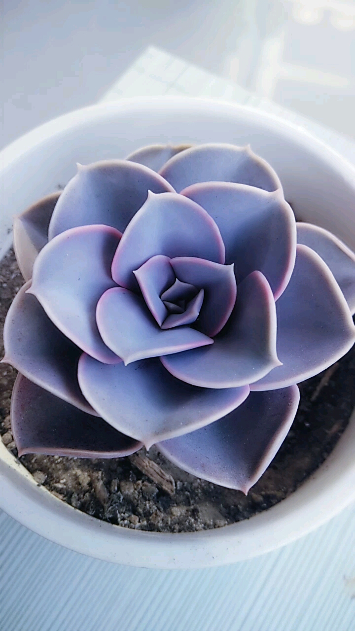 两颗紫牡丹,另一个就是没发育好。