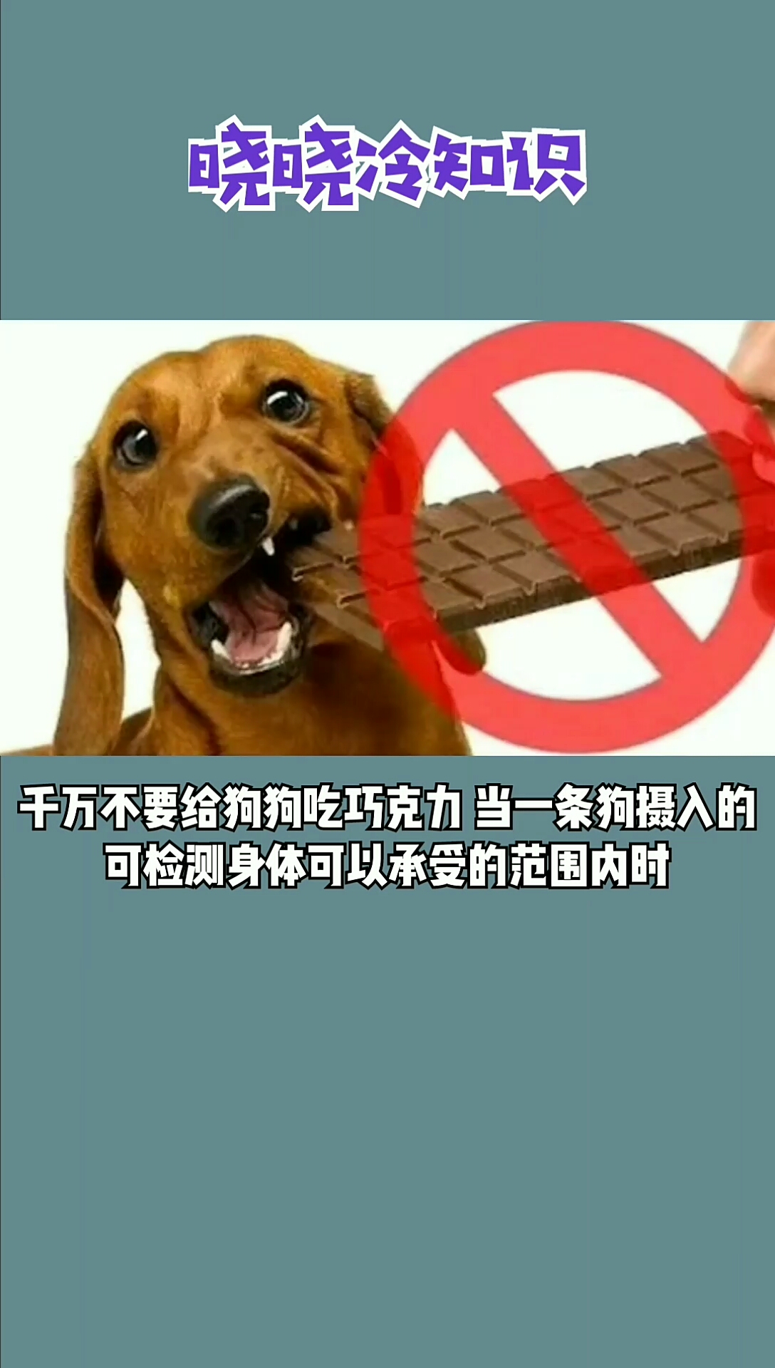 千万不要给狗狗吃巧克力!