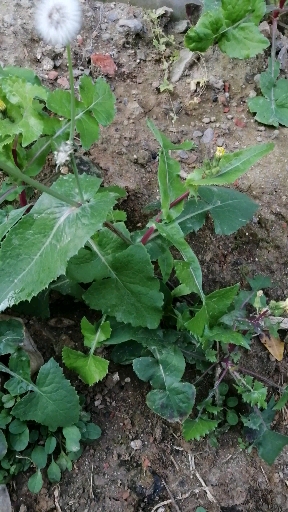 野生的野油菜耐力多强