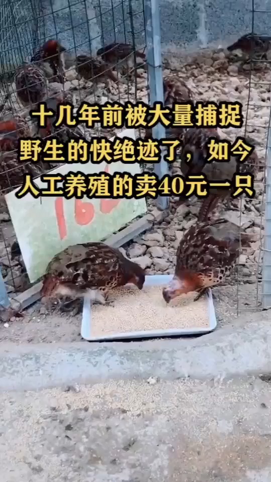 十几年前被大量捕捉,野生的快绝迹了,如今人工养殖的卖40元一只9902