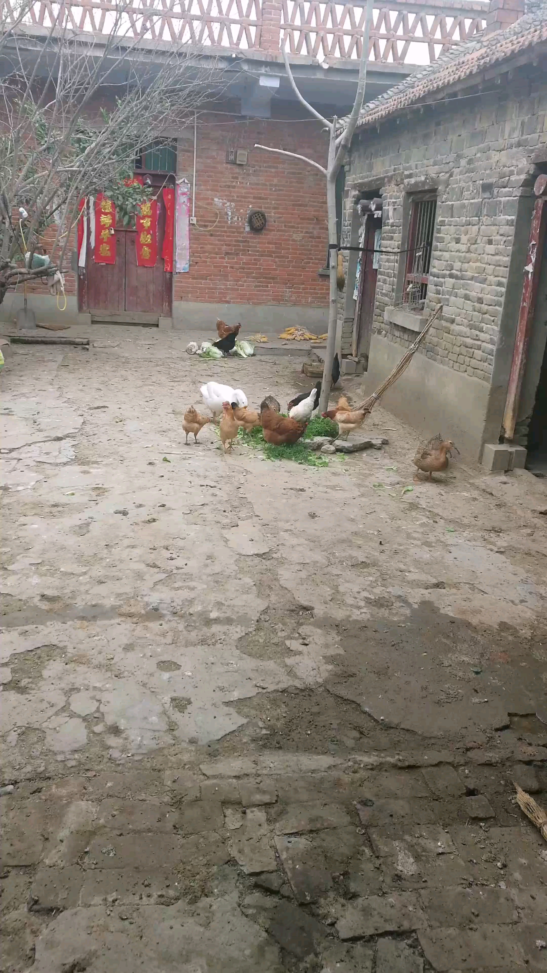 曾经生活过的农家小院和可爱的鸡鸭鹅!