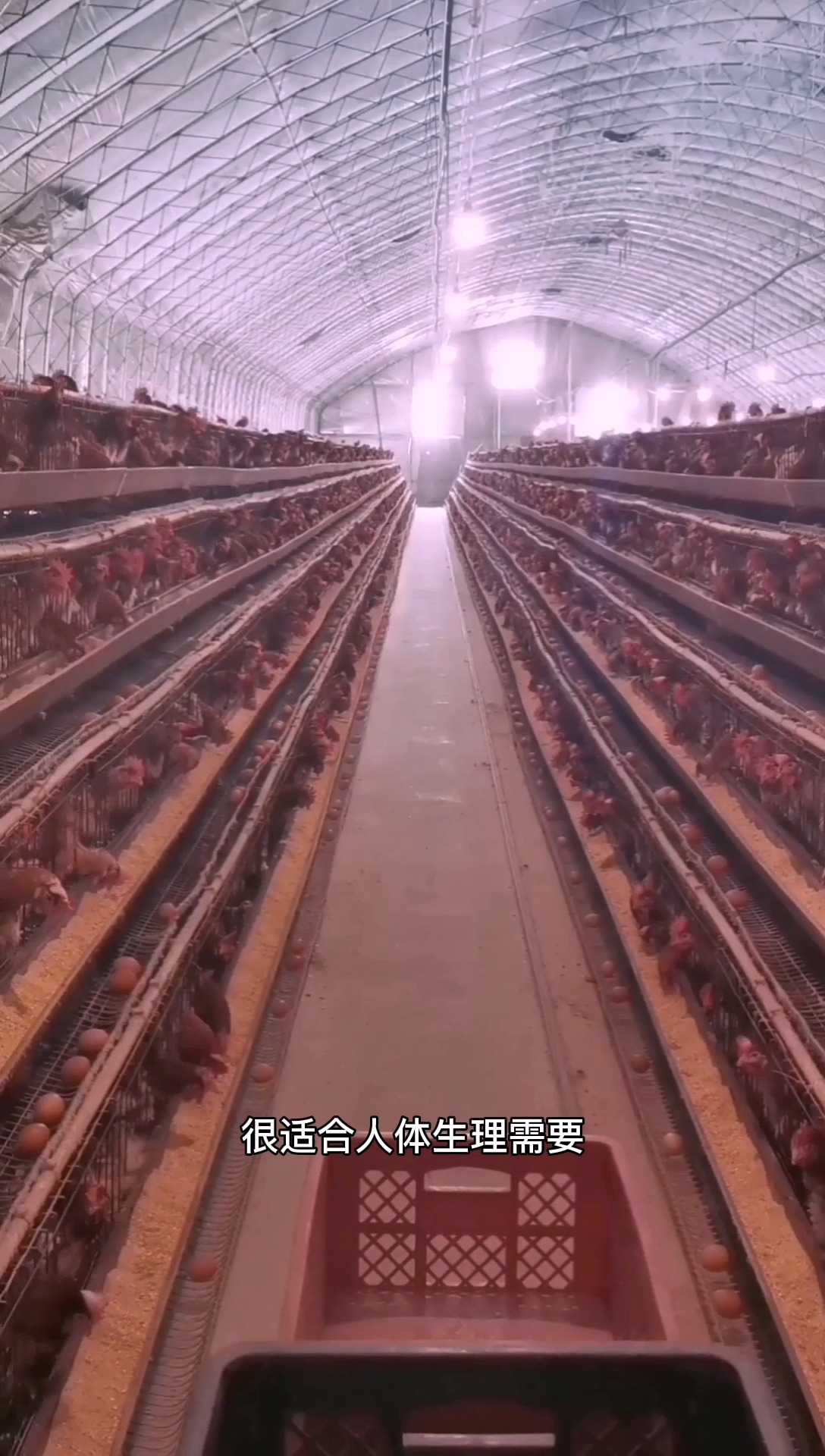 鸡蛋富含什么营养,富硒姐姐富硒鸡蛋告诉你