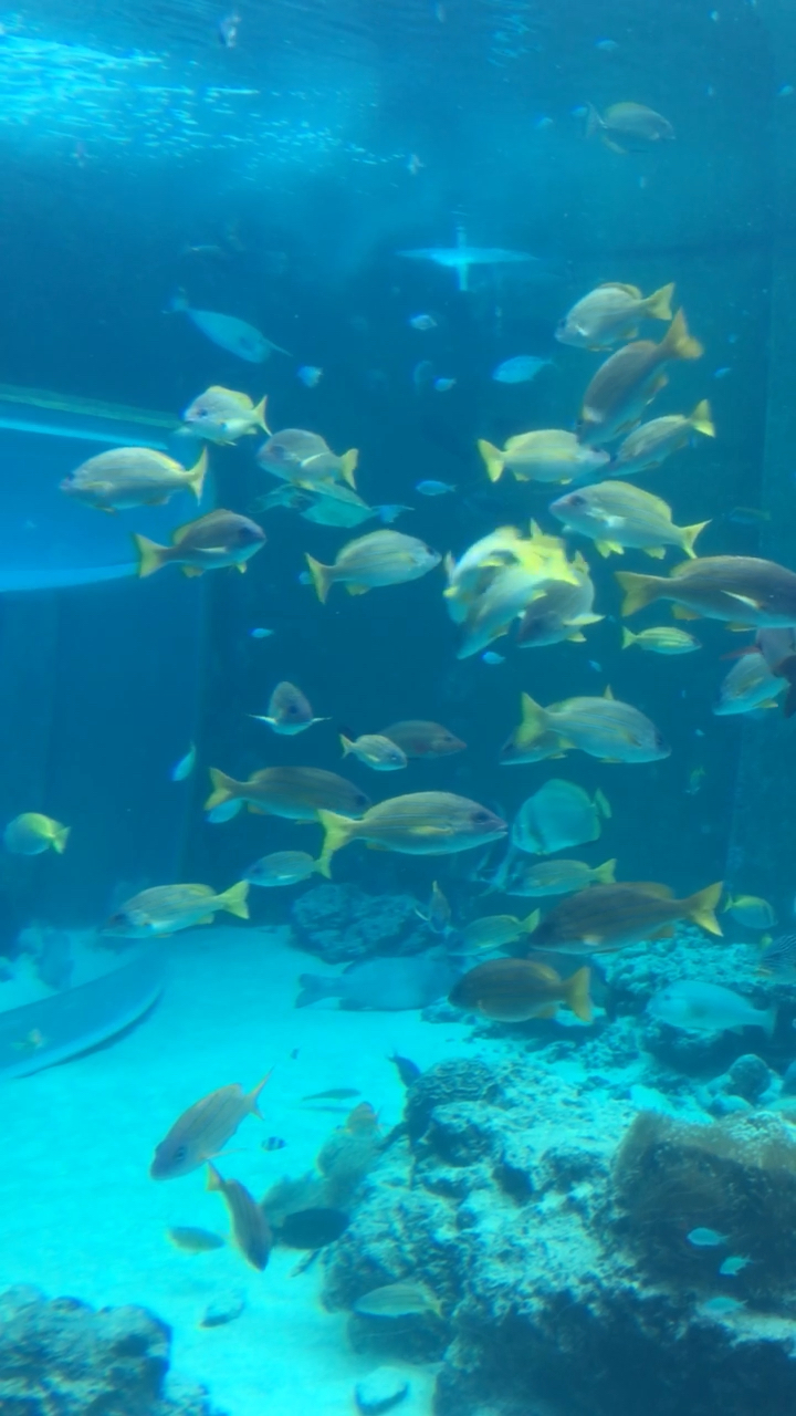 水族馆里的鱼