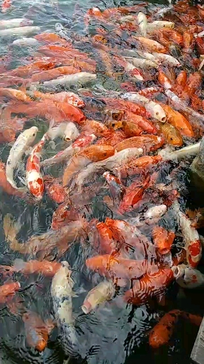 好多鱼?好多余!