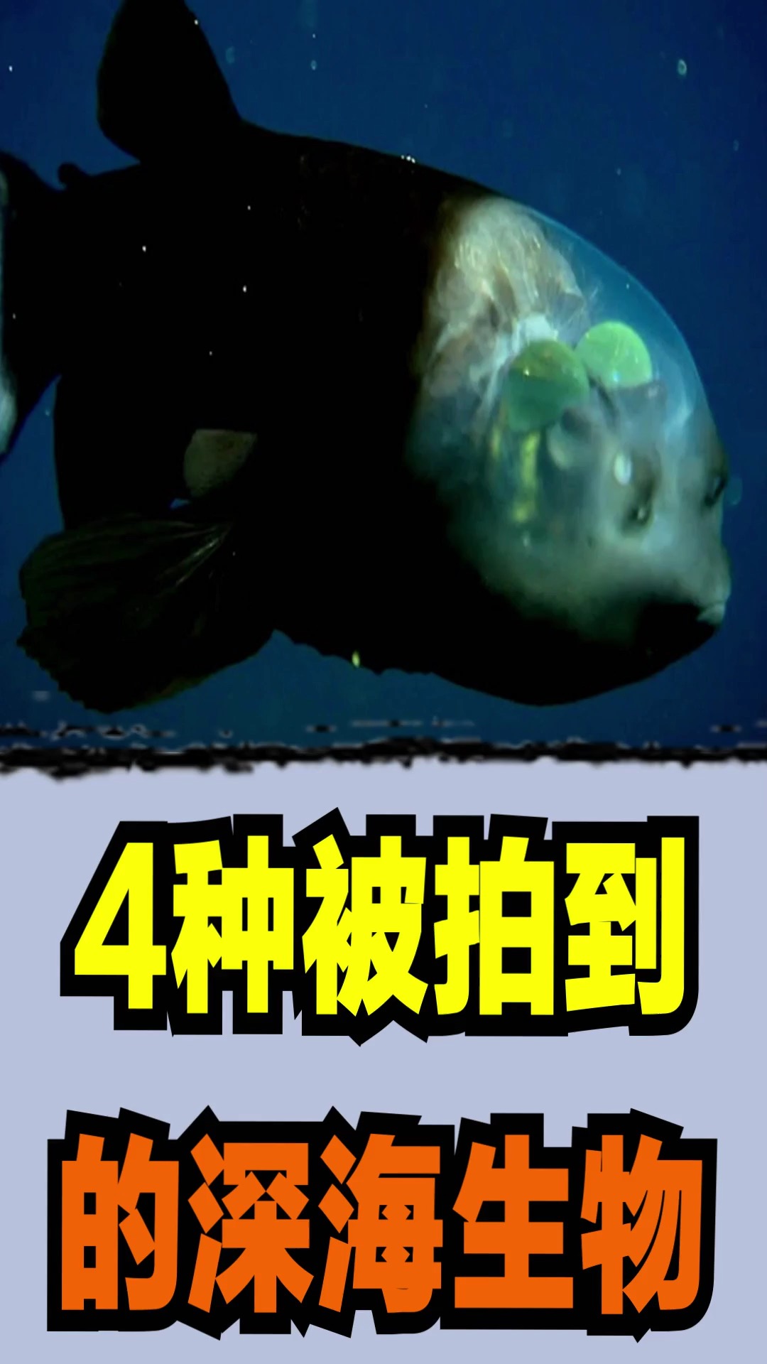 #深海生物#4件被拍到的深海生物