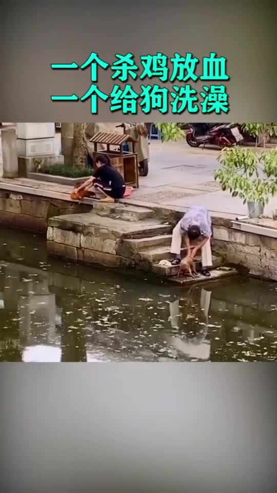 鸡活得不如狗,看到最后我都哭了