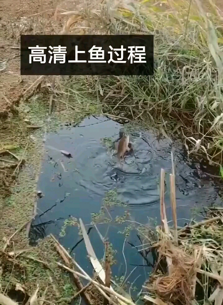 高清上鱼过程