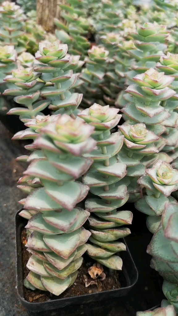 #我的小花园#云南多肉植物 十字星锦