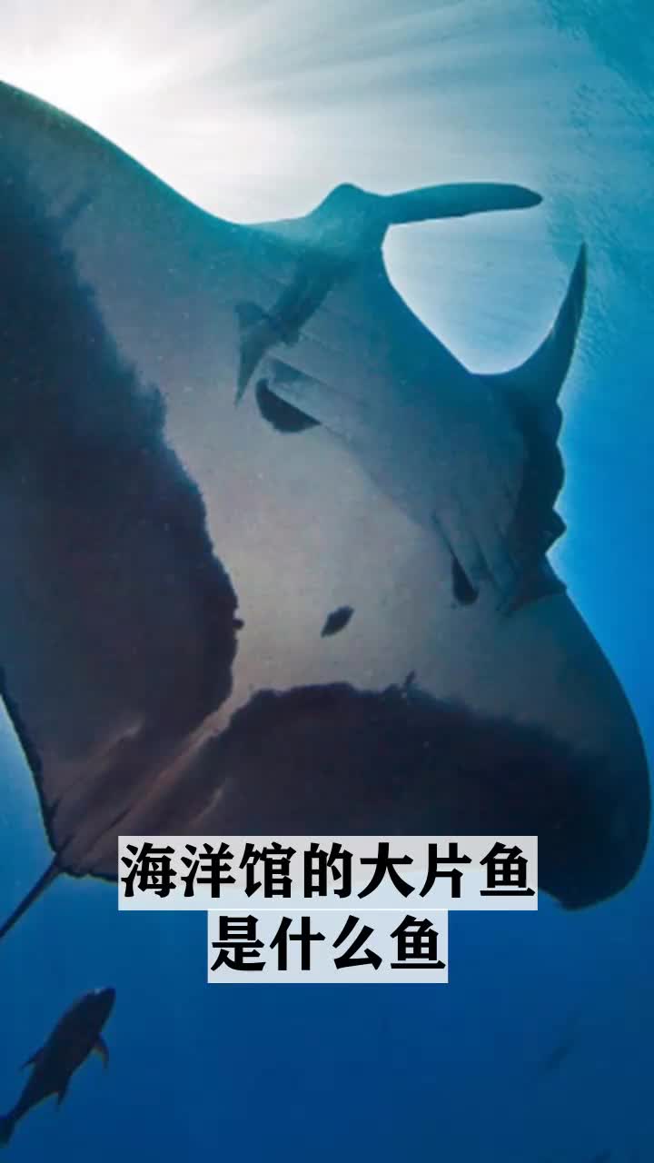 海洋馆的大片鱼是什么鱼