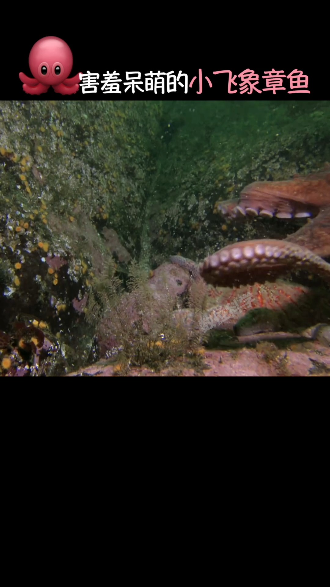 #小视频夏日记#超萌胆小害羞的小飞象章鱼,长耳大眼游泳有如精灵起舞。