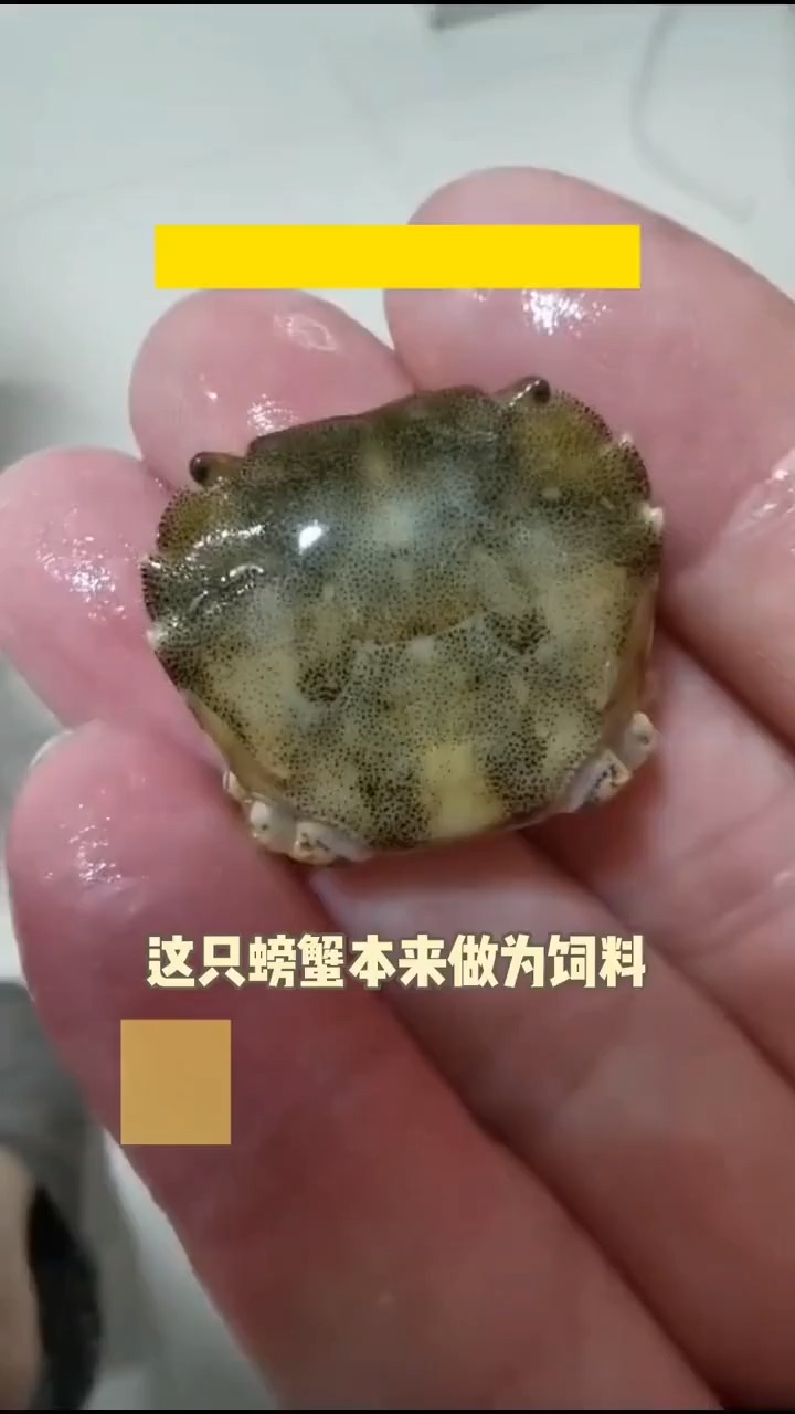 #我要上热门#万物皆有灵性 被鲨鱼吃掉了所有腿 “蟹坚强”依然用力活下来了