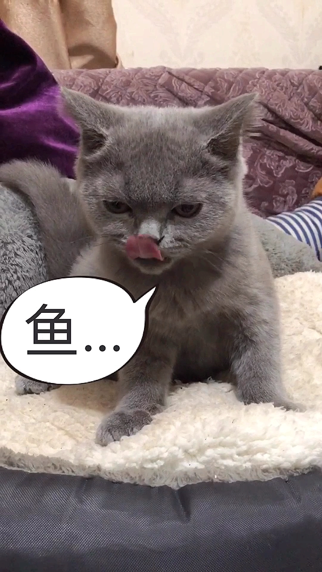 #搞笑萌宠#猫和鱼之间也是有感情的