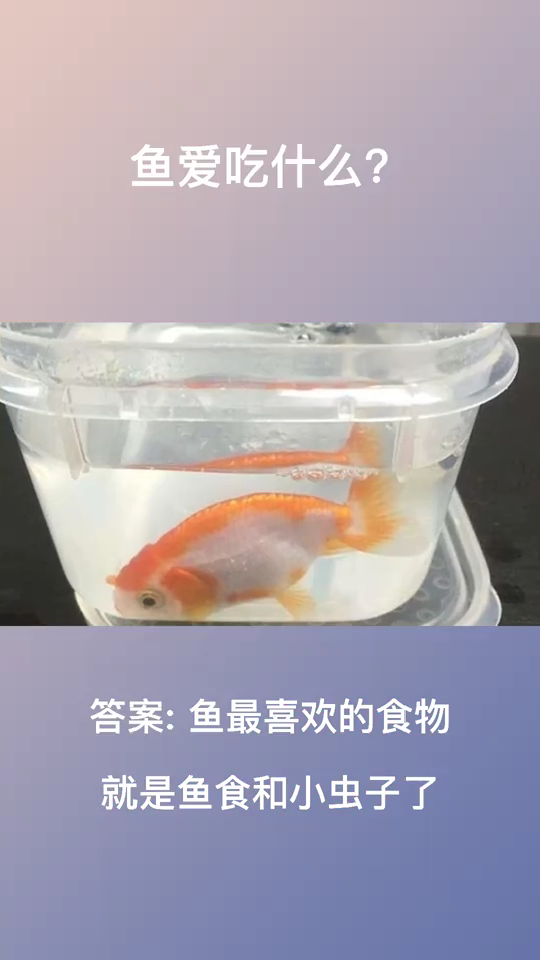 鱼爱吃什么    