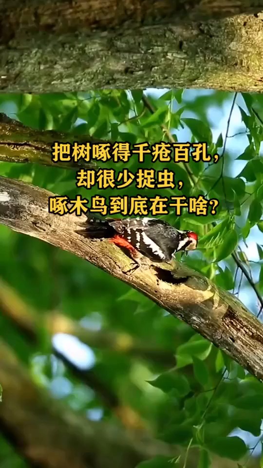 把树啄得千疮百孔,却很少捉虫,啄木鸟到底在干啥?