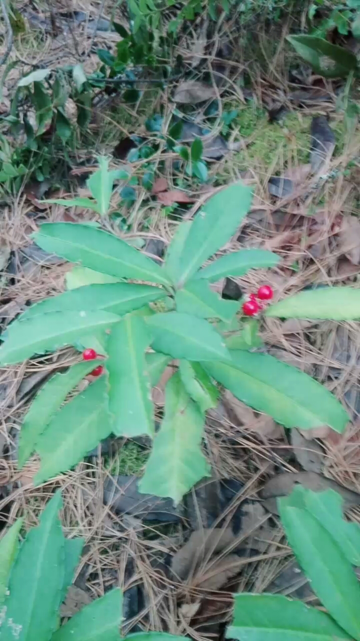 紫露果又叫米汤果