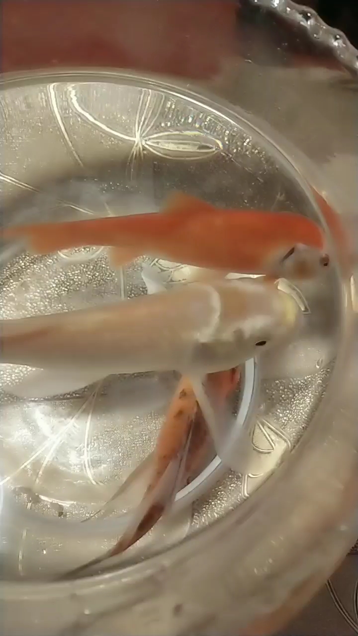 #我家萌宠成精了#可爱的小金鱼