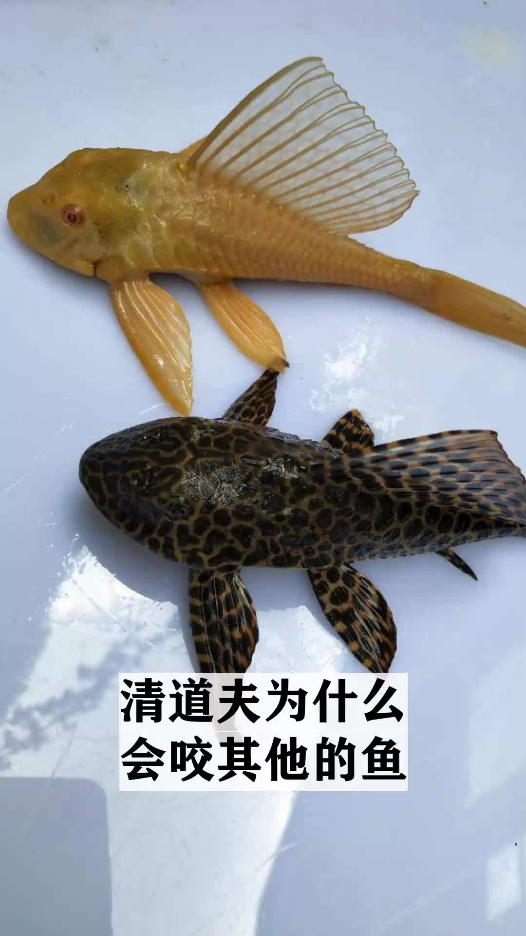 清道夫为什么会咬其他的鱼