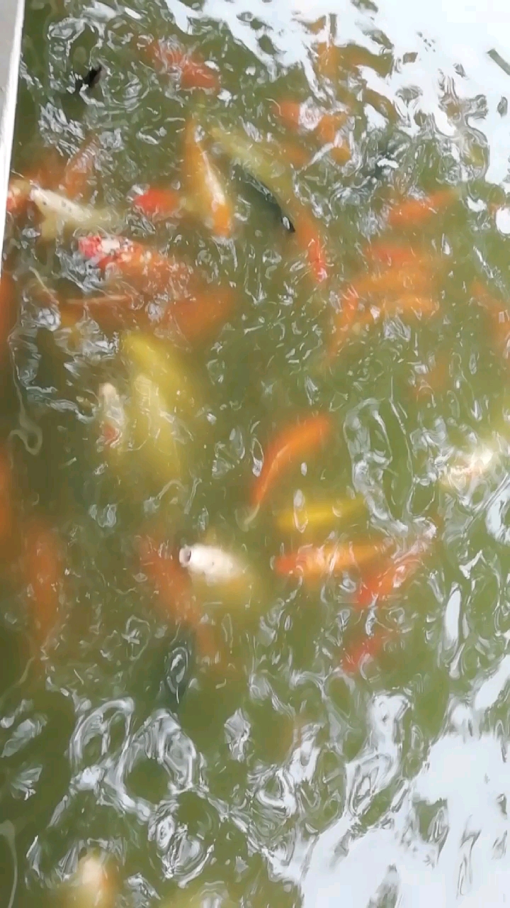 金鱼池