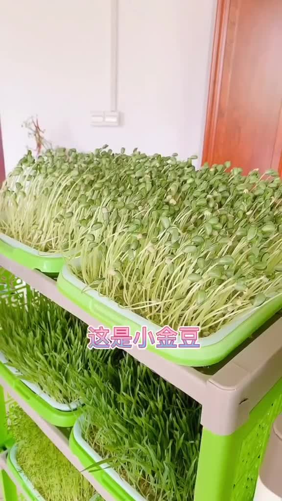 20多个品种的菜,你认识几个?,515王牌直播间