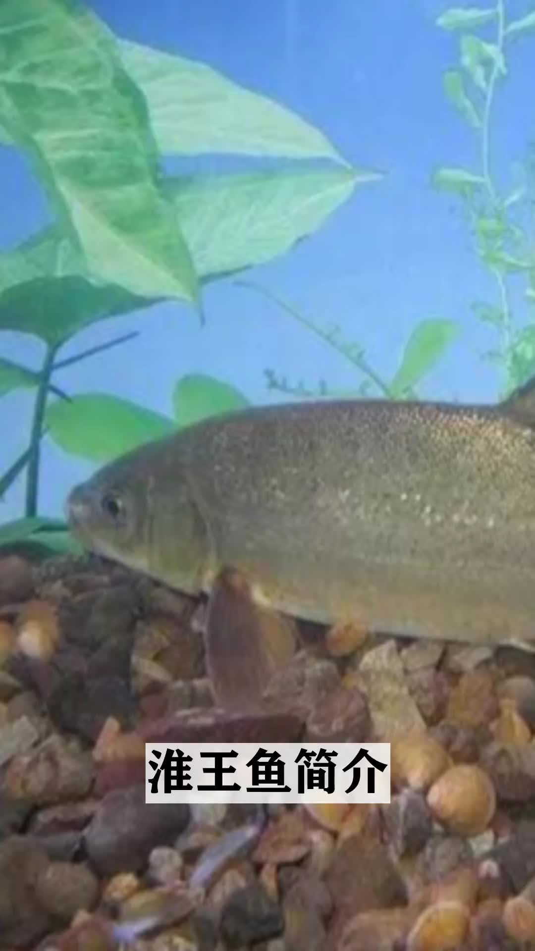 探寻奇妙的的水生鱼类世界,淮王鱼简介