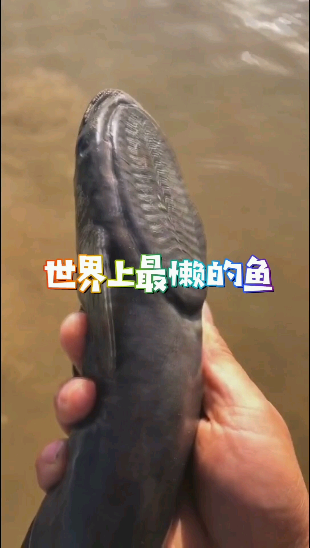 世界上最懒的鱼虎鲸鲨鱼拿它没办法蹭吃蹭喝技术一流