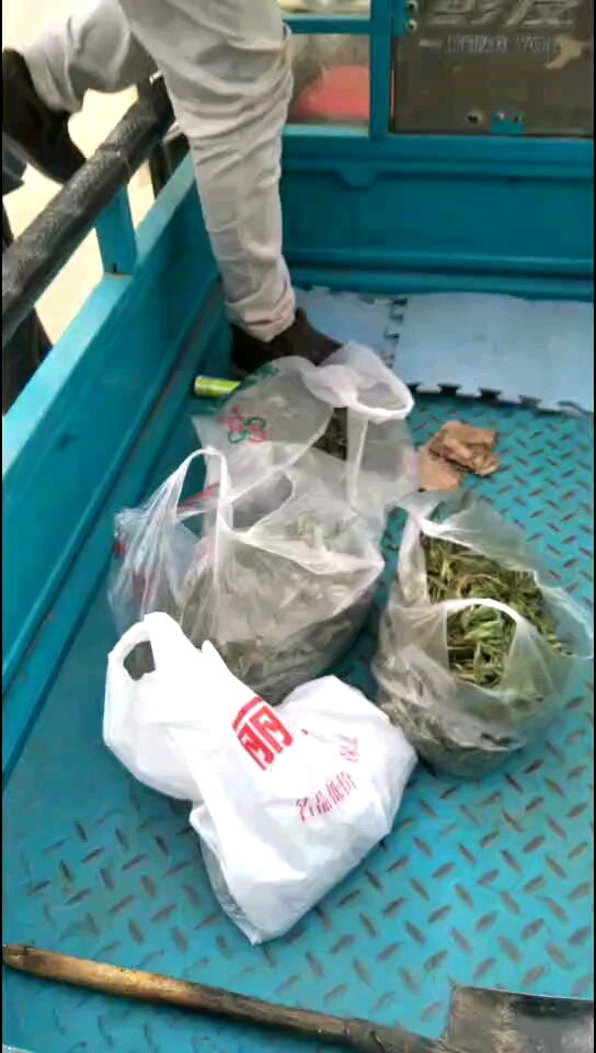 山野菜满满的收获