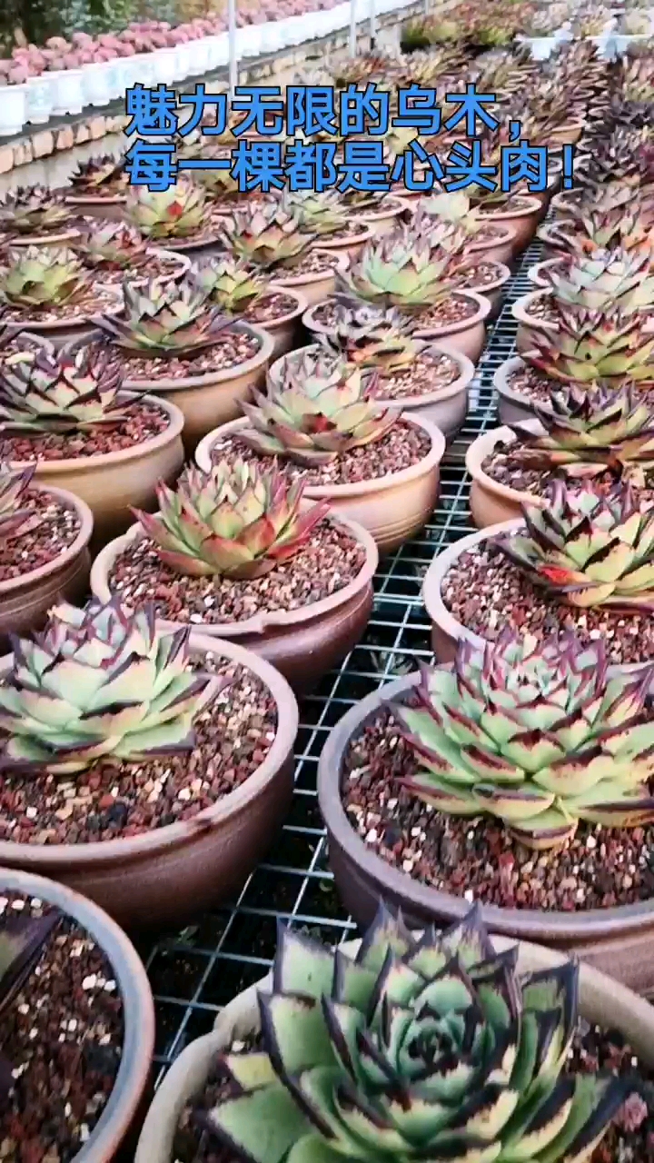 #有一种可爱叫多肉!#我最爱的乌木,没事的时候我可以看一整天,都快要把它当饭吃了!