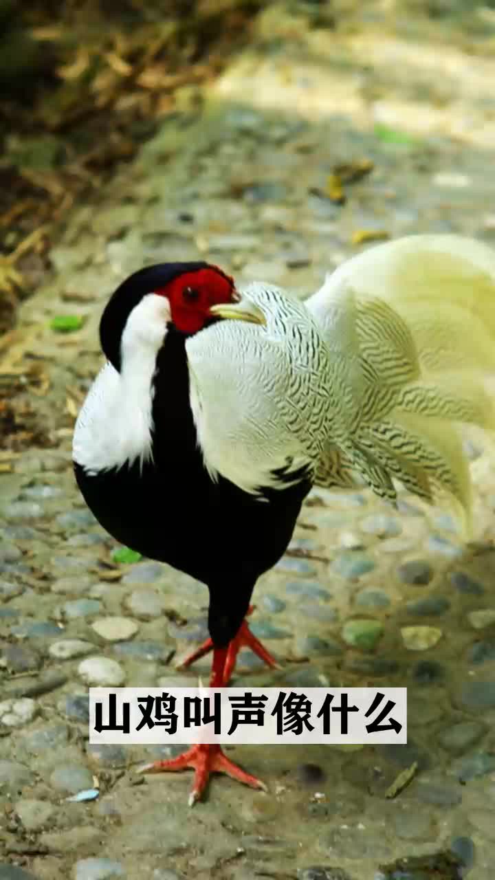 山鸡叫声像什么