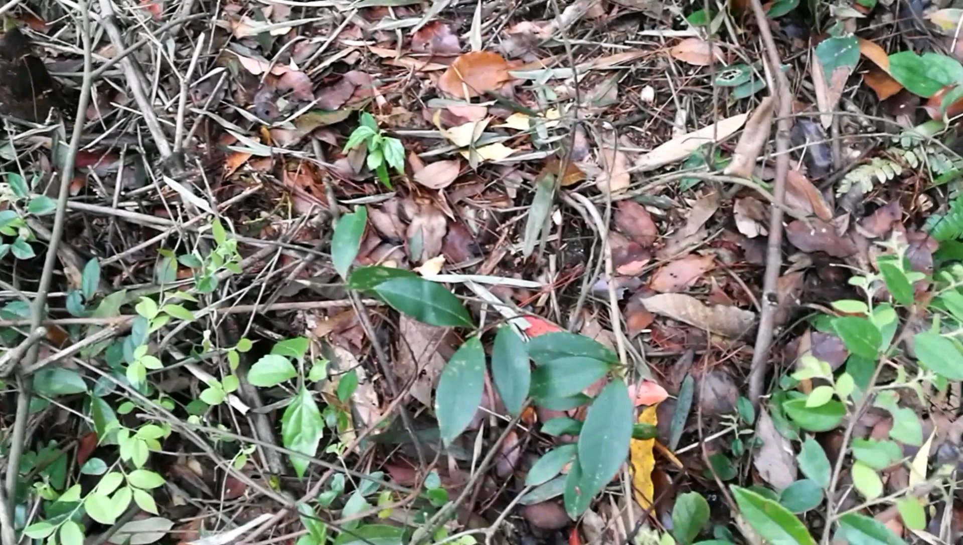 今天上山找点鲜笋中午做个咸菜咸肉滚鲜笋火锅