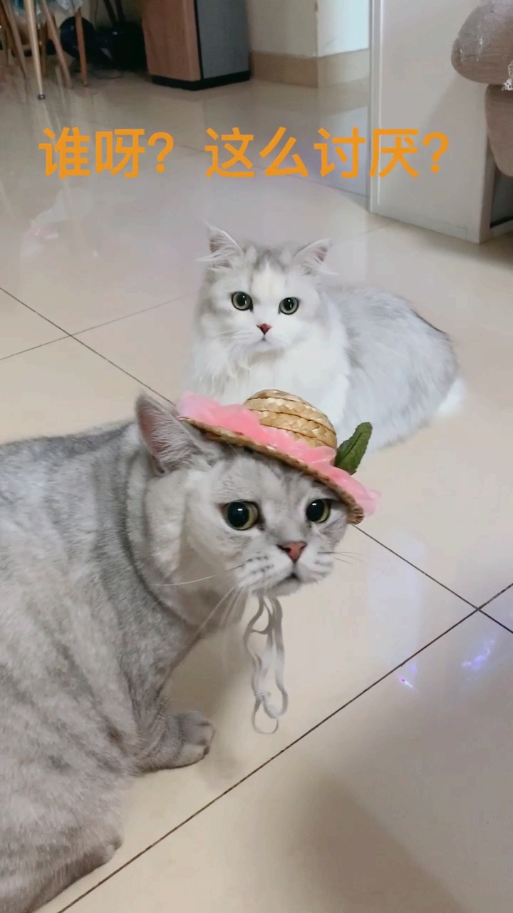 #夏天就要这么过#【全网第一大尾巴猫】确认过眼神,你是最逗的猫