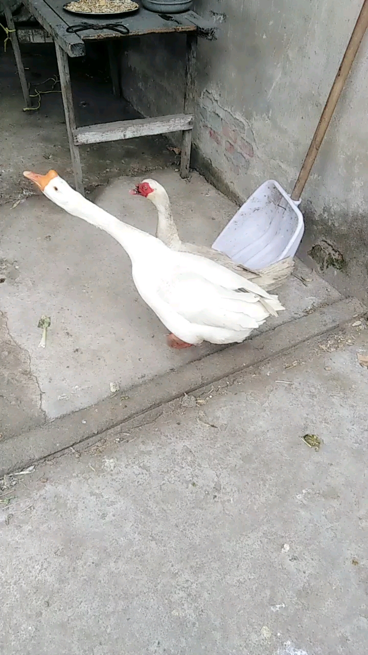 丑小鸭和白天鹅