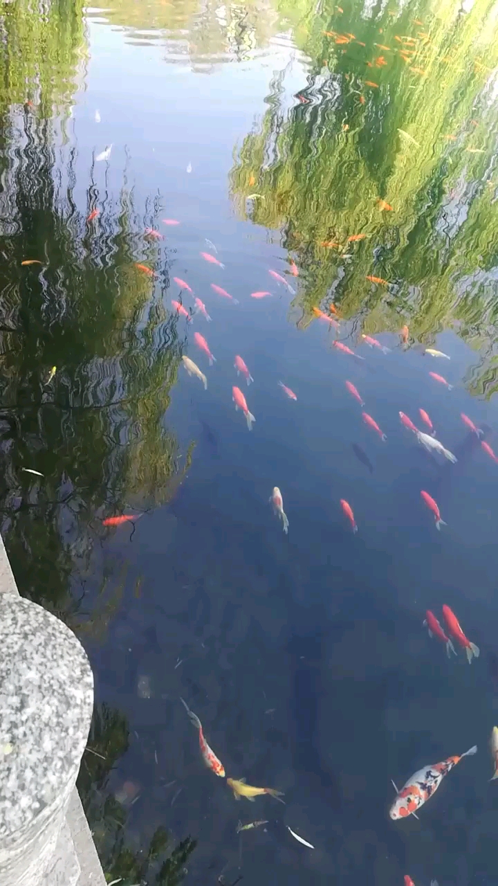 大鱼海棠