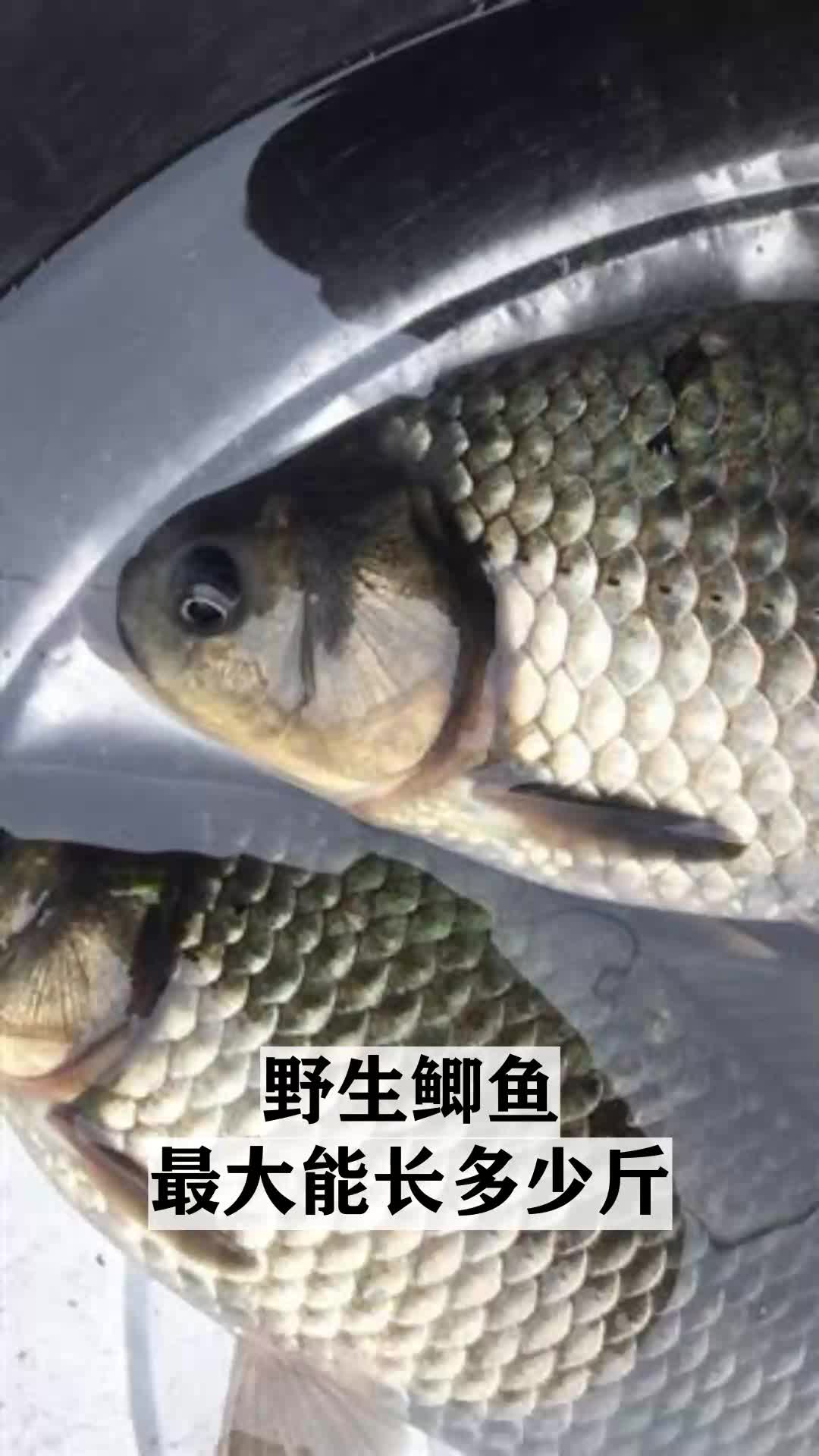 野生鲫鱼最大能长多少斤