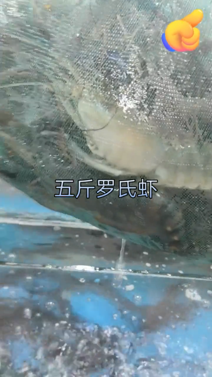 罗氏虾煮多少分钟