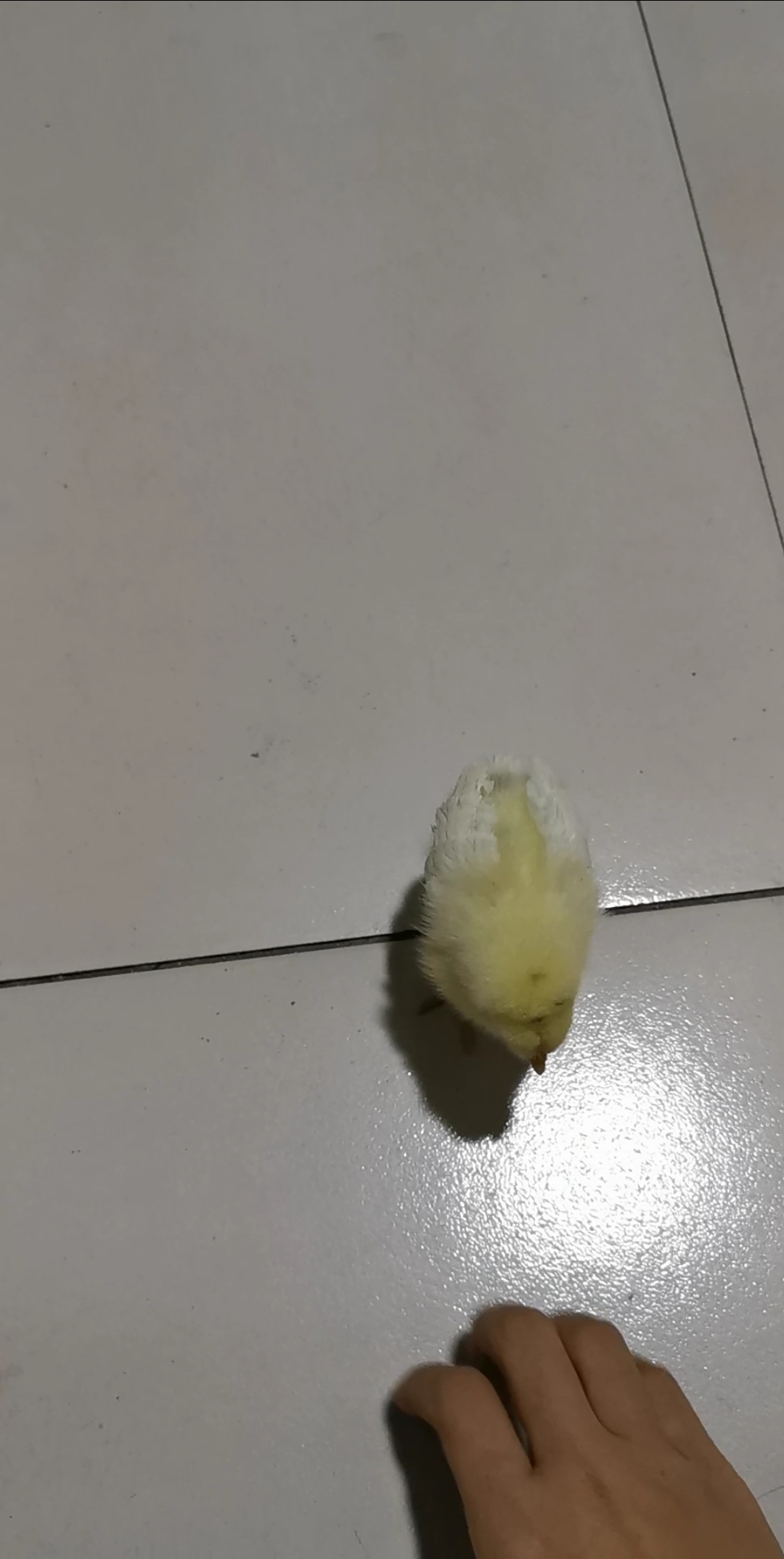 小鸡宝宝小时候,小老大可乖了... 