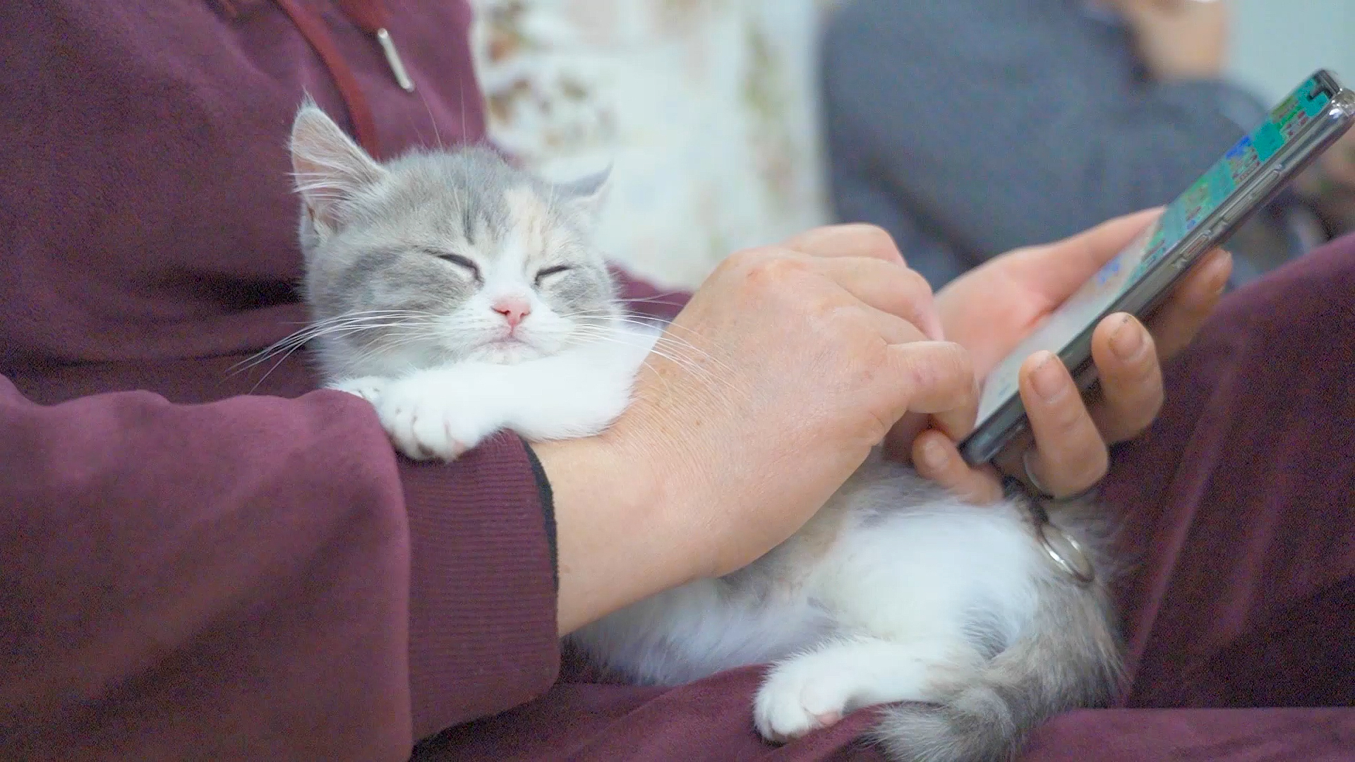 #宅在家十四天挑战#我妈当初说别养猫了，相处几天后，猫成了新宠！