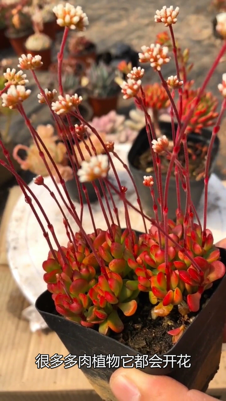 很多多肉植物它都会开花