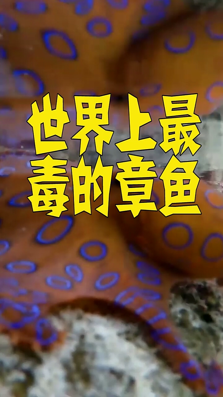 世界上最毒的章鱼