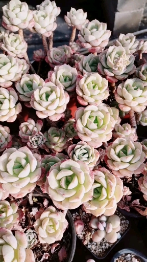 #音为有你#妮可莎娜