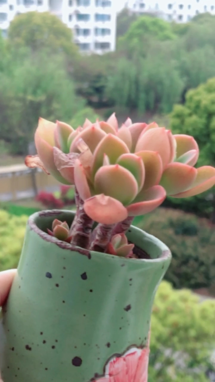 柠檬卷
