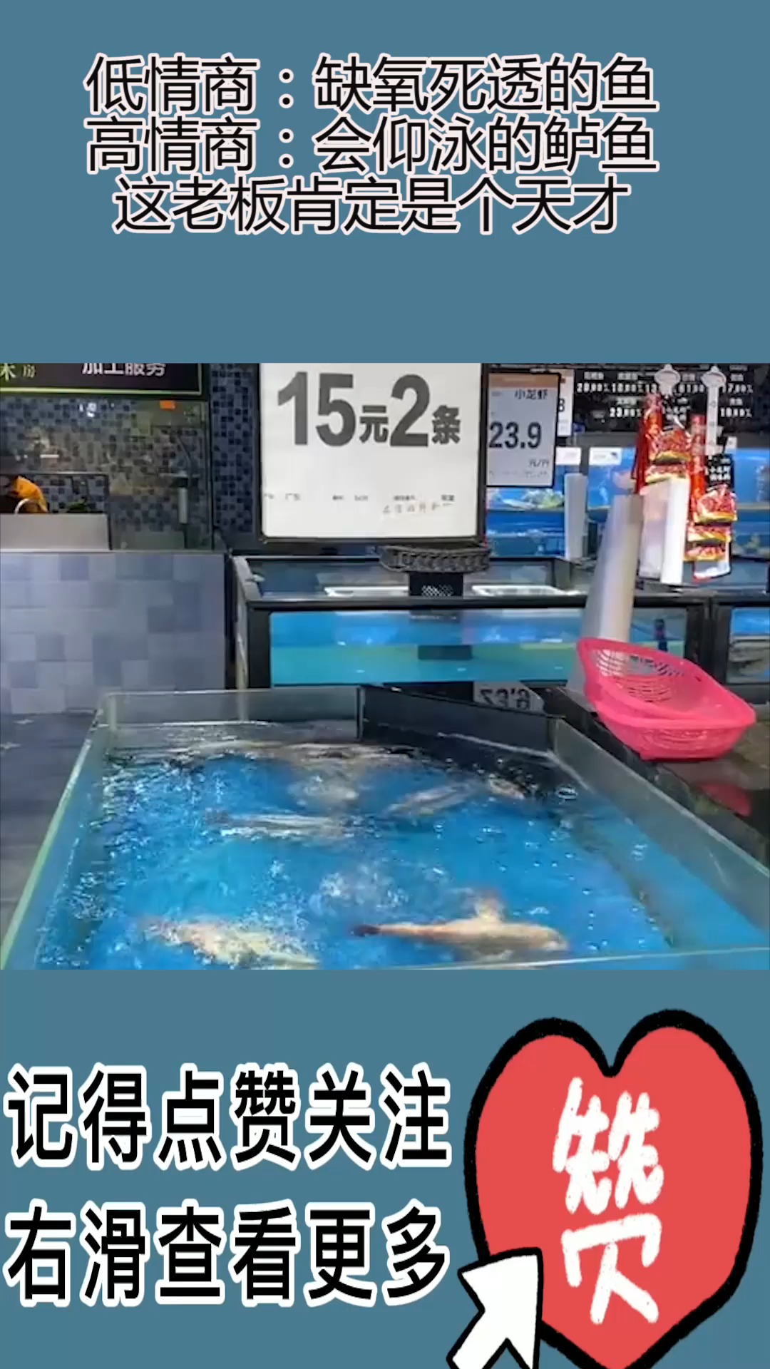 低情商:缺氧死透的鱼,高情商:会仰泳的鲈鱼,这老板肯定是个天才